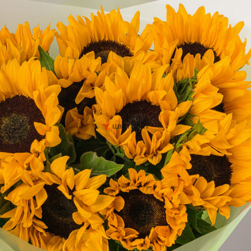 Букет из 11 подсолнухов